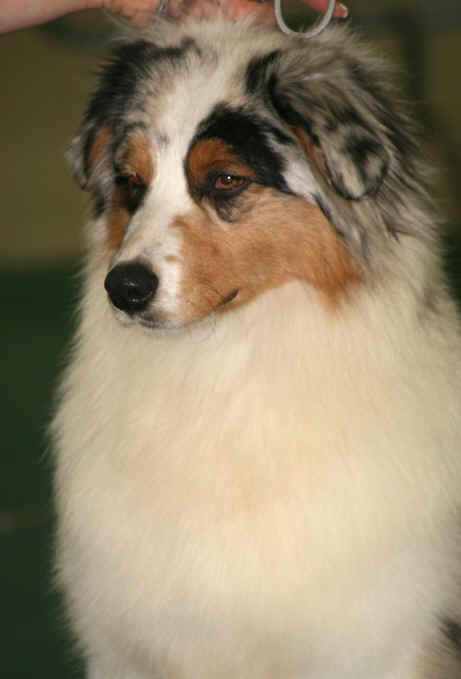 gipsy.8.jpg
